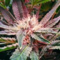NIRVANA - Blue Mystic Auto