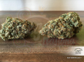 DUTCH PASSION - Auto Cinderella Jack®