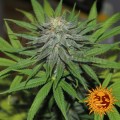 BARNEY’S FARM - Pineapple Express Auto