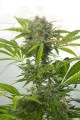 DINAFEM - Haze XXL Auto