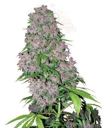 WHITE LABEL - Purple Bud