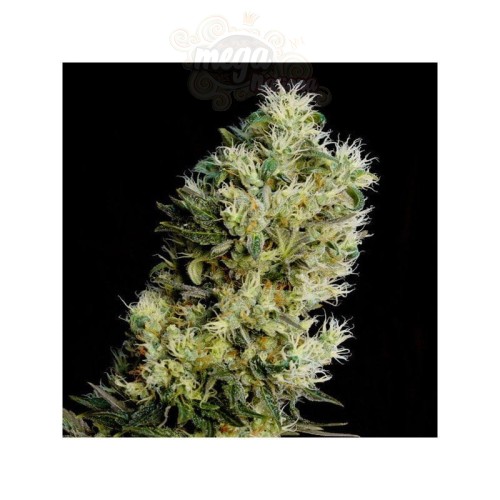 GENEHTIK - Amnesia Bilbo Auto