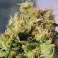 KANNABIA SEED - Mikromachine Auto