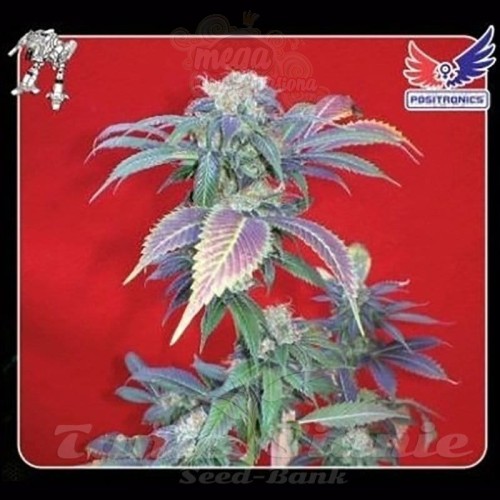 POSITRONICS - Purple Haze