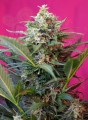 SWEET SEEDS - Big Devil XL Auto