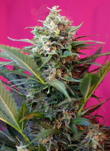SWEET SEEDS - Big Devil XL Auto