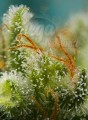 SWEET SEEDS - Big Devil XL Auto