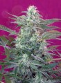 SWEET SEEDS - Big Foot