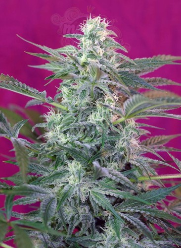 SWEET SEEDS - Big Foot