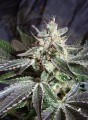 SWEET SEEDS - Black Jack F1 Fast Version