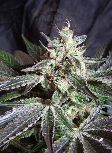 SWEET SEEDS - Black Jack F1 Fast Version
