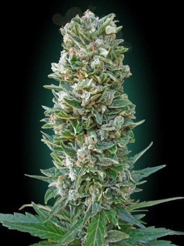 ADVANCED SEEDS - Auto Heavy Bud