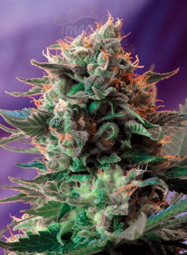 SWEET SEEDS - Jack 47 F1 Fast Version