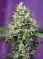 SWEET SEEDS - Blow Mind Auto
