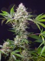 SWEET SEEDS - Blow Mind Auto
