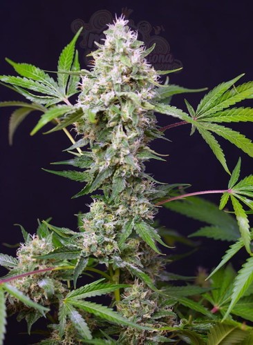 SWEET SEEDS - Blow Mind Auto