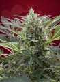 SWEET SEEDS - Cream 47