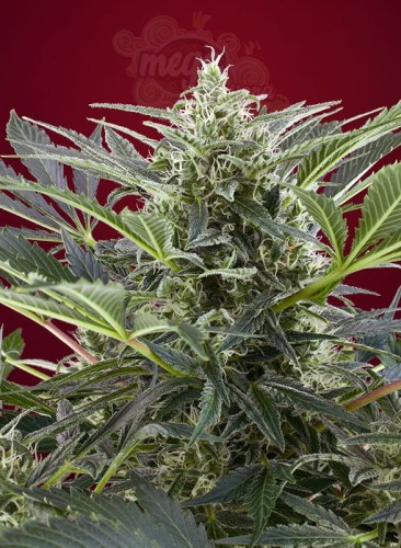 SWEET SEEDS - Cream 47