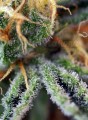 SWEET SEEDS - Cream Caramel