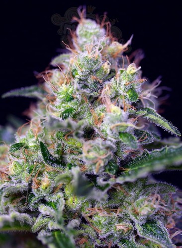 SWEET SEEDS - Cream Caramel