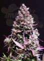 SWEET SEEDS - Cream Caramel Auto