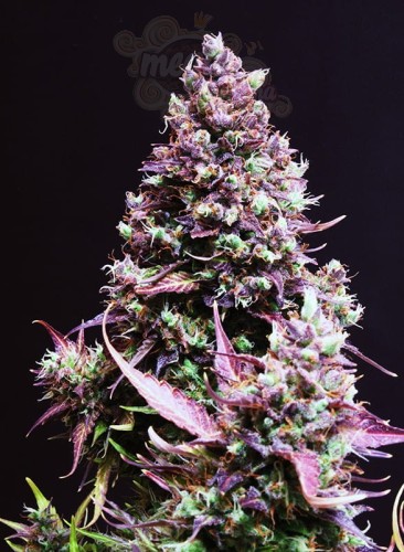 SWEET SEEDS - Cream Caramel Auto