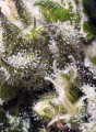SWEET SEEDS - Cream Caramel Auto