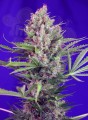 Sweet Seeds - Cream Mandarine F1 Fast Version
