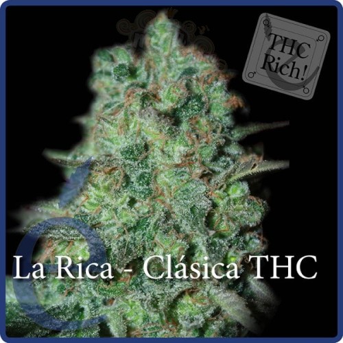 ELITE SEEDS - La Rica Clásica THC