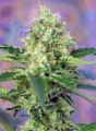 SWEET SEEDS - Crystal Candy