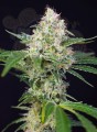 SWEET SEEDS - Crystal Candy