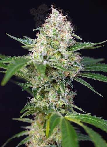 SWEET SEEDS - Crystal Candy