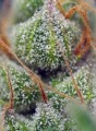 SWEET SEEDS - Crystal Candy