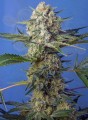 Sweet Seeds - Crystal Candy F1 Fast Version