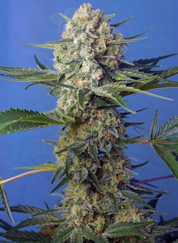 Sweet Seeds - Crystal Candy F1 Fast Version