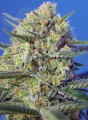 Sweet Seeds - Crystal Candy F1 Fast Version