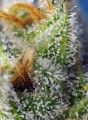 Sweet Seeds - Crystal Candy F1 Fast Version