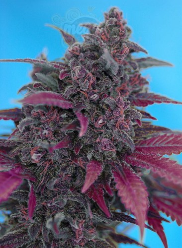 Sweet Seeds - Dark Devil Auto 