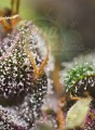 Sweet Seeds - Dark Devil Auto 