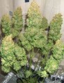 SWEET SEEDS - Fast Bud #2