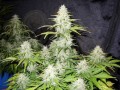SWEET SEEDS - Fast Bud #2