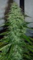 SWEET SEEDS - Fast Bud #2