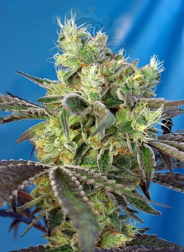 Sweet Seeds - Do Sweet Dos