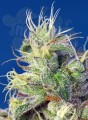 Sweet Seeds - Do Sweet Dos