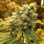 NIRVANA - Sativa's Sour Diesel