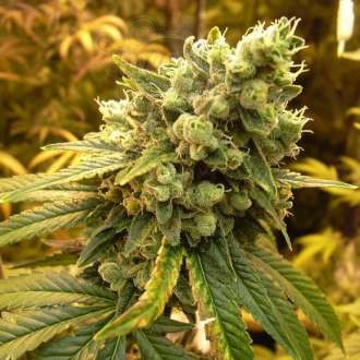 NIRVANA - Sativa's Sour Diesel
