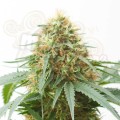 Northern Light