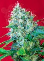 SWEET SEEDS - Green Poison