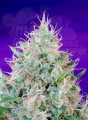 SWEET SEEDS - Green Poison