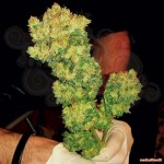 MEDICAL SEEDS - Sour Diesel